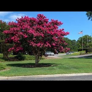 Meet your Posher, Ruthie